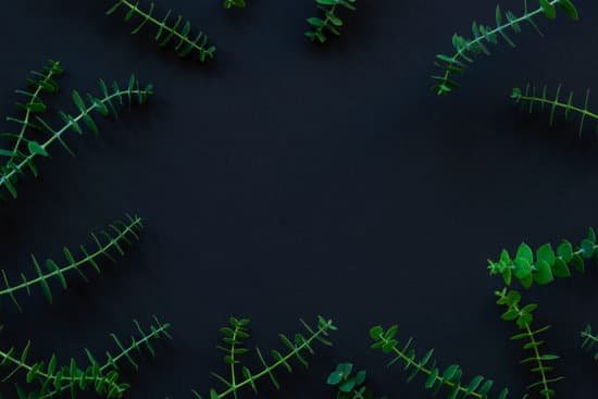 canva frame of eucalyptus branches on black background