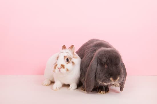 canva french lop and white rabbit MACuKPciitE