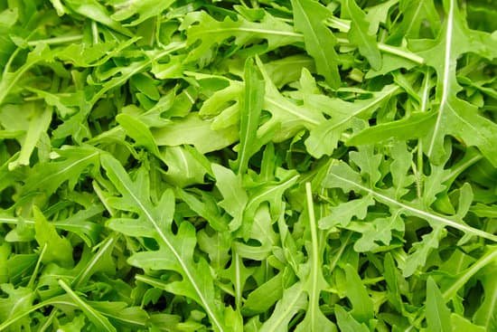 canva fresh arugula in a bowl