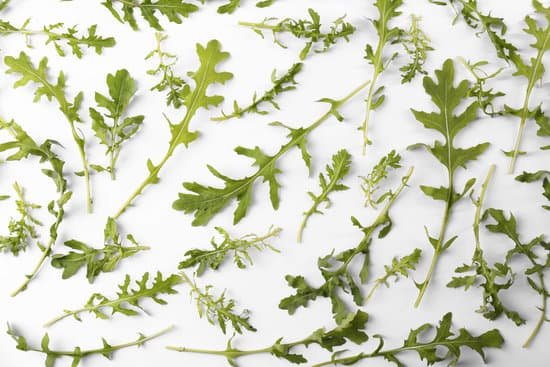 canva fresh arugula leaves on a white background MAD Qi55Sm8 Copy