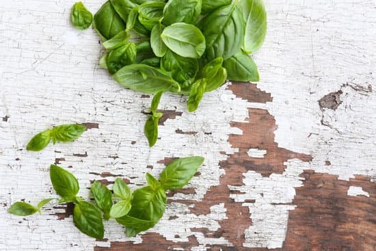 canva fresh basil hanging on a wall MAD MbI66f8