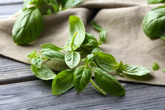 canva fresh basil leaves MAD MV lKvk