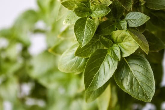 canva fresh basil leaves MAEKwTtioJQ