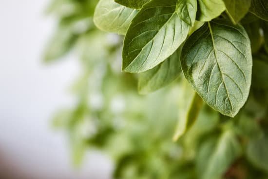 canva fresh basil leaves