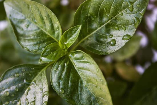 canva fresh basil leaves MAEKwdbDwL0