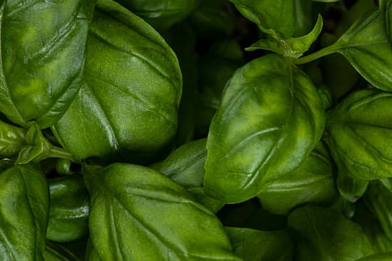 canva fresh basil leaves MAENhJDKPYU
