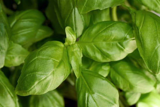 canva fresh basil leaves MAEkB14nhyY