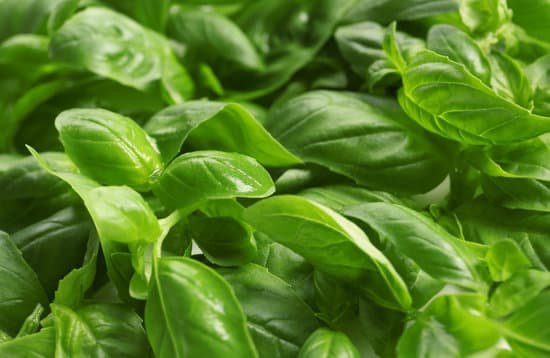 canva fresh basil leaves background MAD QoatB3M