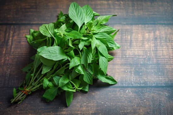 canva fresh basil leaves on a wooden table MAD7b8uurfw