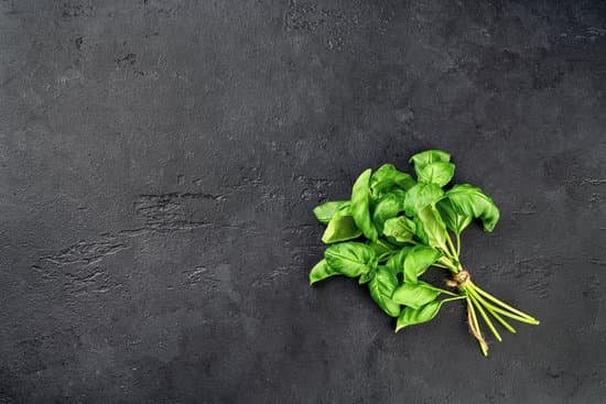 canva fresh basil leaves on black background MAD S yvJ2c