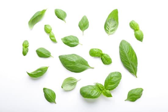 canva fresh basil leaves on white background MAD Qi ZKOs