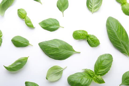 canva fresh basil leaves on white background MAD Qq1XGy4