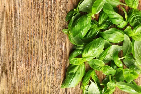 canva fresh basil leaves on wooden background MAD