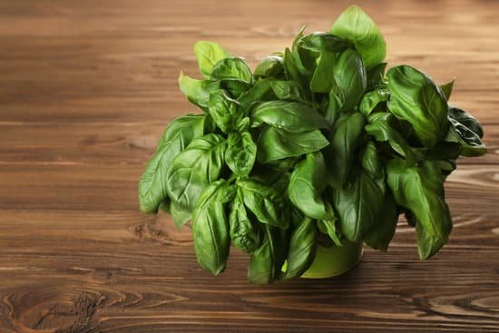 canva fresh basil on a wooden table MAD