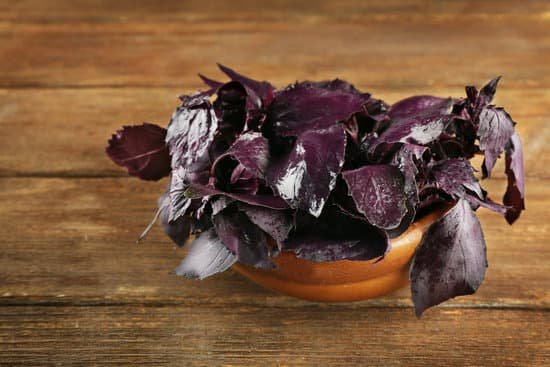 canva fresh bunch of basil in a bowl on wooden table MAD Q4rzAoU