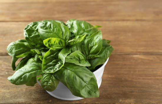 canva fresh bunch of basil on wooden table MAD Q VDiQI