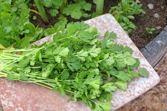 canva fresh bunch of coriander or cilantro herb MADFi3Wjoy0