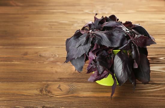 canva fresh bunch of purple basil on wooden table MAD