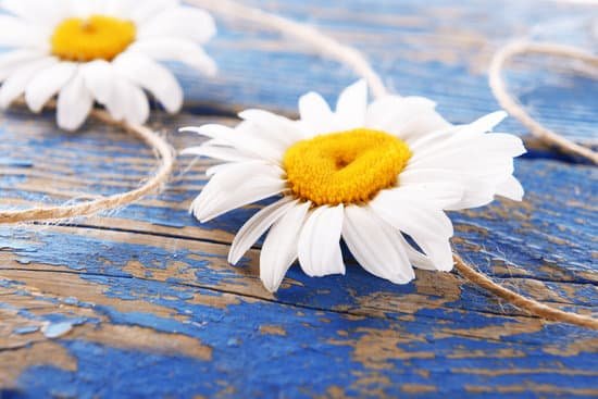canva fresh chamomile flowers on a table MAD Mh00CiM