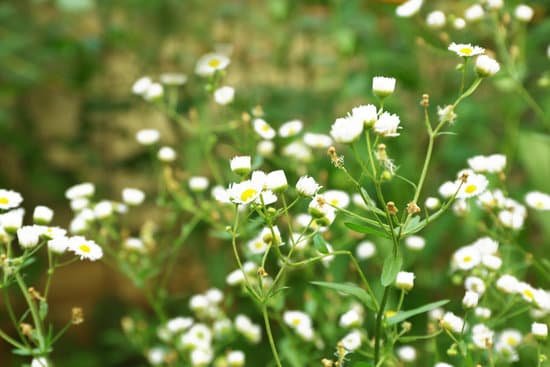 canva fresh chamomile flowers on the garden MAD MndI65Y