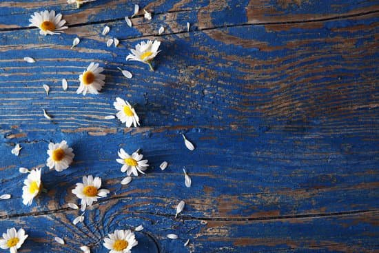 canva fresh chamomiles on blue wooden background MAD Q JTuOg