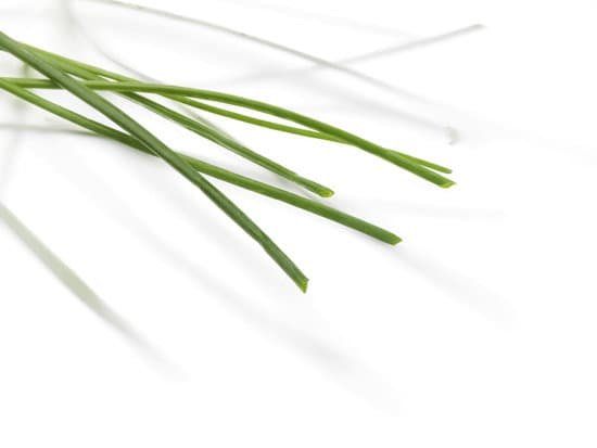 canva fresh chive