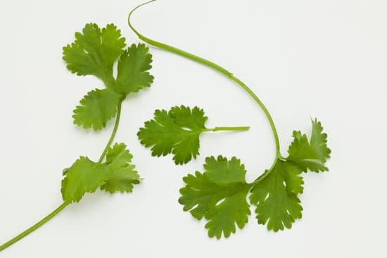 canva fresh cilantro MAC vzdBiXE