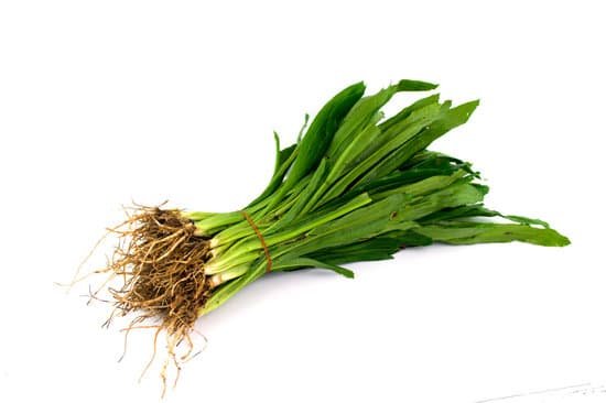 canva fresh coriander or cilantro herb isolated on white background MADBl3hNnpk