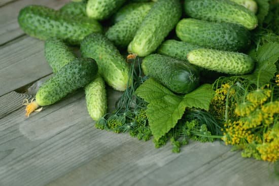 canva fresh crop of cucumbers MAC1sFEPjuI