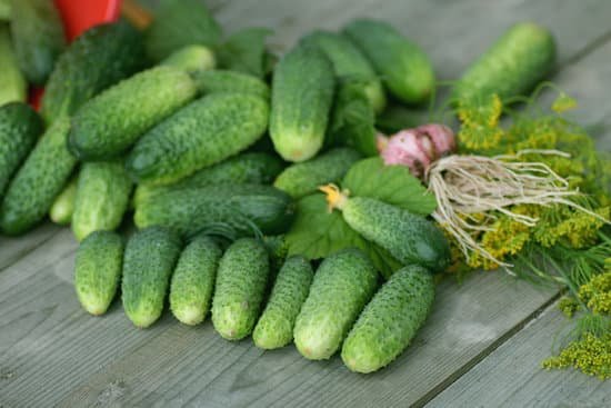 canva fresh crop of cucumbers MAC1sLA6P4Y