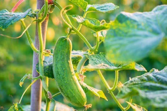 canva fresh cucumber vegetables from the cucumber farm MAEGpTZyK0s