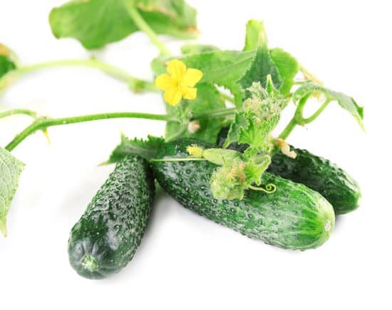 canva fresh cucumbers with leaves isolated on white background MAD MiF OHg