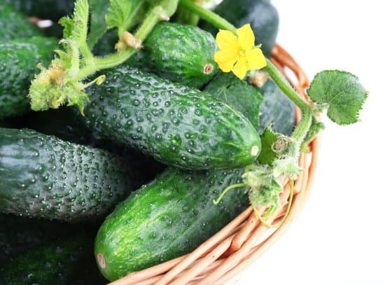 canva fresh cucumbers with leaves isolated on white background closeup MAD MiNd4Qo