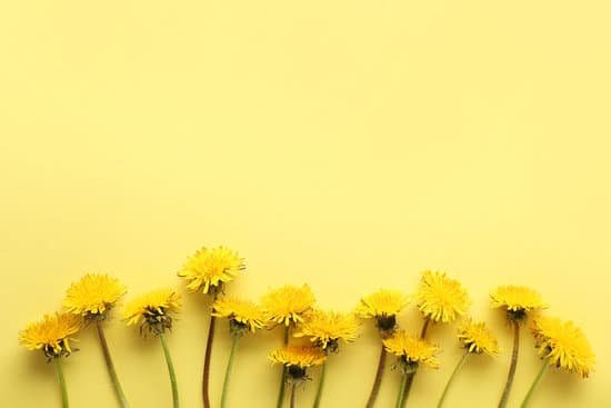 canva fresh dandelion flowers on color background MAD8BSJHzls