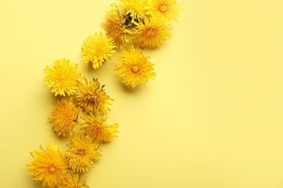 canva fresh dandelion flowers on color background MAD8BUE07UU