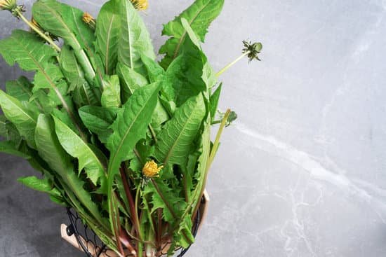 canva fresh dandelion leaves in basket close up MAD TAJVJug