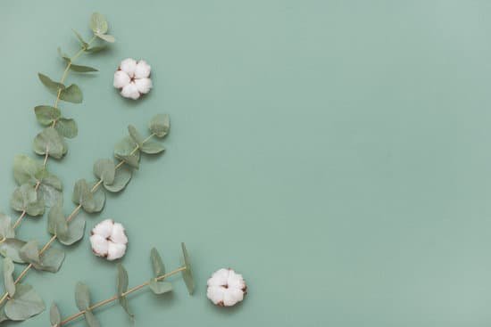 canva fresh eucalyptus branches with cotton flowers on green background MAEAiNKOqQo