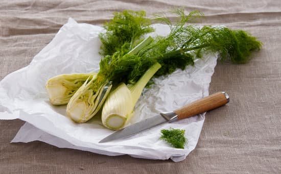 canva fresh fennel on parchment paper MAD lY6TD5U