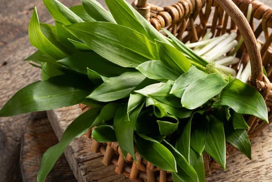 canva fresh garlic leaves in a basket MAEZj0J5JrU