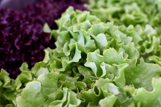 canva fresh green and red curly lettuce leaves MAD7MbzuoPU