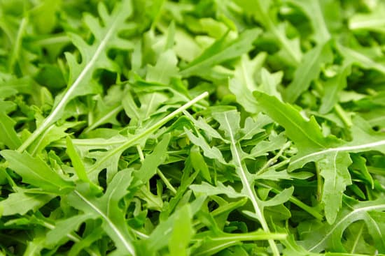 canva fresh green arugula MAEN8sB95aw