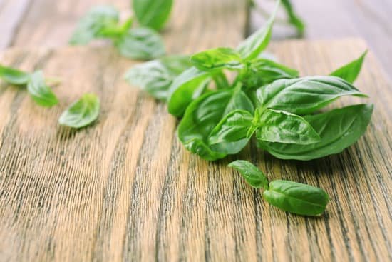canva fresh green basil leaves on a wooden table MAD MYbuwEY