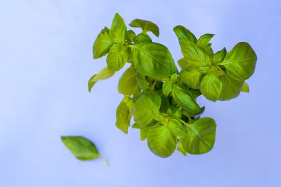 canva fresh green basil on violet background