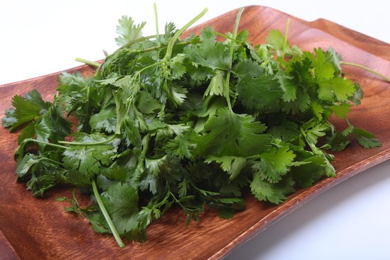 canva fresh green cilantro coriander leaves on wooden board.