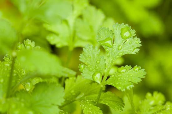 canva fresh green cilantro herbs MADBJq9QezM