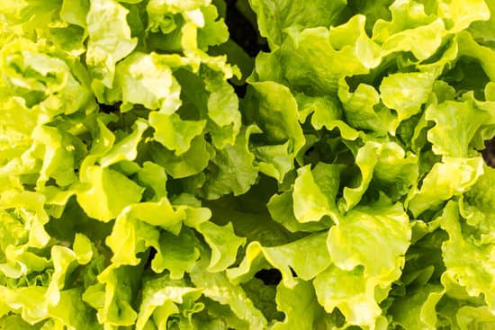 canva fresh green lettuce MAEQXLCfejU