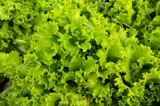 canva fresh green lettuce MAEQkMWXjIU