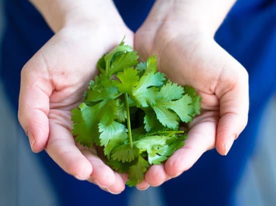 canva fresh grown cilantro MADA6K800co