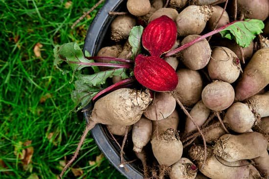 canva fresh harvested beets MAEDXBfgChg