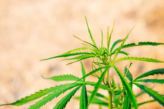 canva fresh hemp herbs on blurred background MAEE3G Z MI